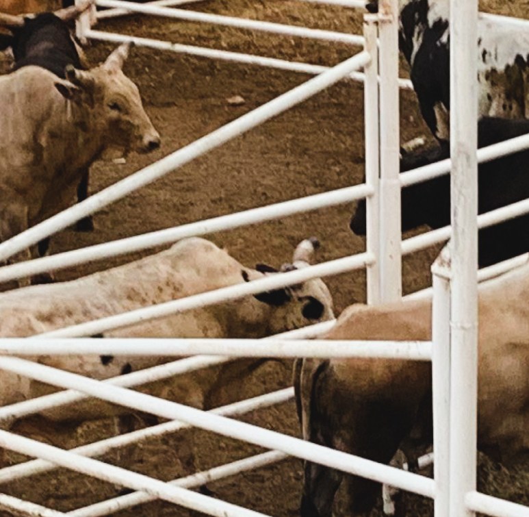Ganado dentro de un corral con cercas metálicas blancas